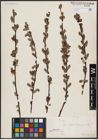 Foto von Salix aurita L.